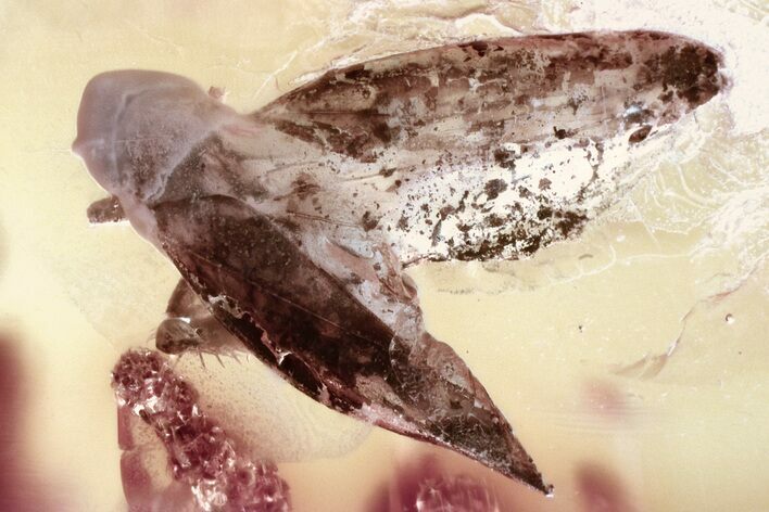 Two Fossil Leafhoppers (Cicadellidae) In Baltic Amber #346646